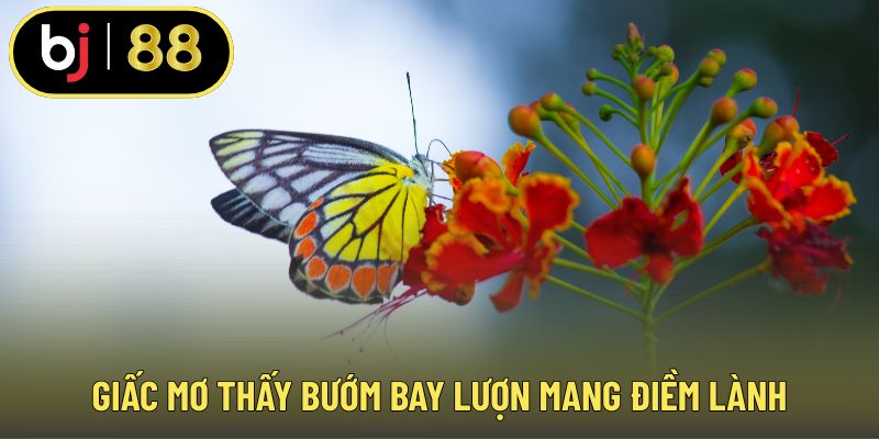 Giấc mơ thấy bướm bay lượn mang điềm lành