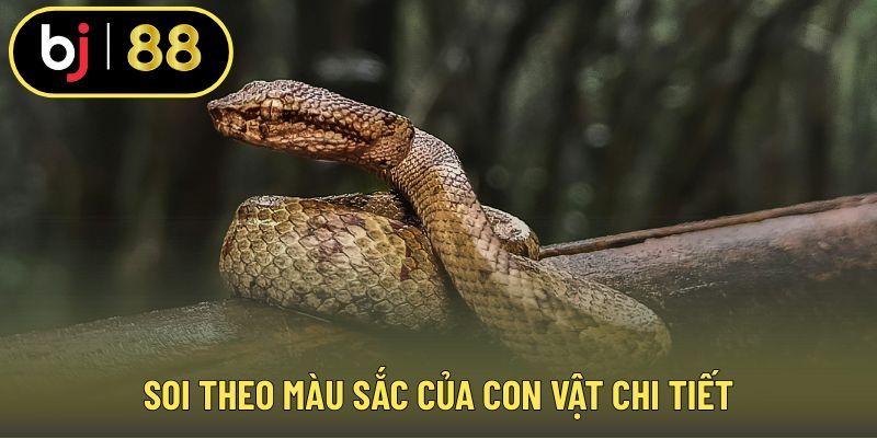 Soi theo màu sắc của con vật chi tiết